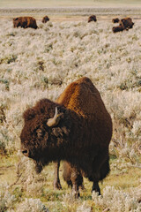 male bison © Kristen