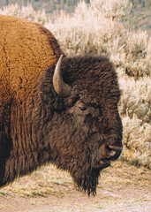 bison © Kristen