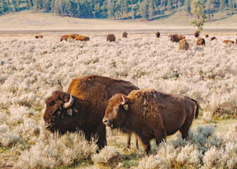 bison family © Kristen