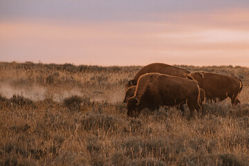Bison dust © Kristen