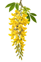 Fototapeta premium Vibrant yellow laburnum flowers hanging from a branch isolated on a clean white background