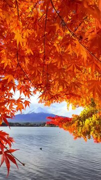 Mount Fuji framed by vibrant red autumn maple leaves overlooking Kawaguchiko Lake in Japan