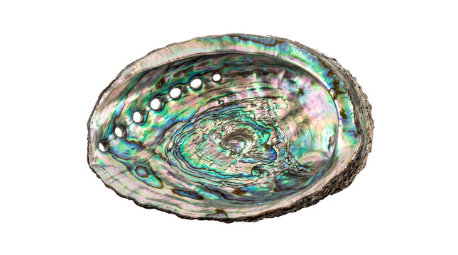Iridescent abalone shell with mother of pearl interior, shimmering paua shell showing rainbow colors, decorative marine mollusk sea shell isolated PNG with Transparent Background