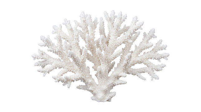 Natural white coral branch, bleached sea coral specimen, organic marine reef structure for coastal interior design and nautical decor isolated PNG with Transparent Background