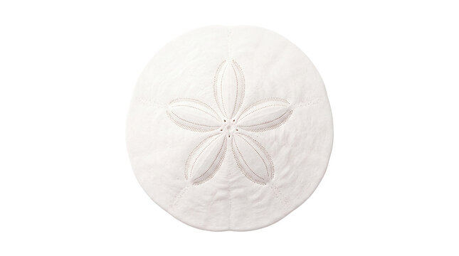 White sand dollar sea shell, natural marine echinoderm test, coastal beach decor element, tropical marine organism isolated PNG with Transparent Background