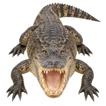 Large American alligator with open jaws isolated on a clean white background for design use