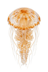 Stunning golden jellyfish isolated on a clean white background for marine biology concepts © Ophelia