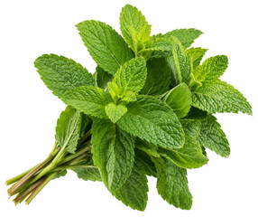 Fresh green mint leaves bunch isolated on a white background for culinary and herbal use concepts © Ophelia