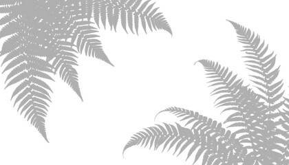 Minimalist fern shadows on transparent background © fatima