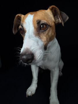 A close-up portrait of a Jack Russell Terrier dog on a black background. 