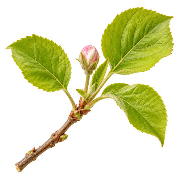 Spring Blossom Twig With Fresh Leaves Isolated White