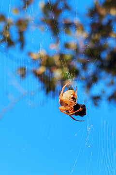 Orb Weaver Spider Capturing Prey in Web
