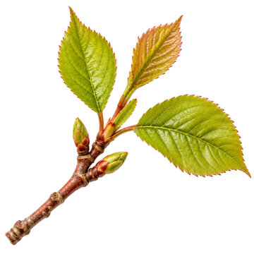 Spring Cherry Branch With Fresh Buds Isolated White
