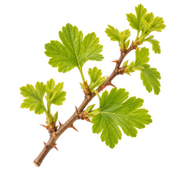 Fresh Spring Gooseberry Branch Isolated On White Background