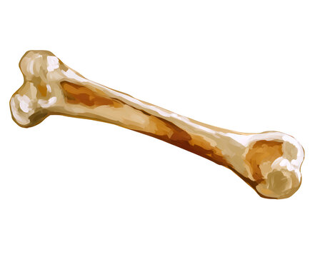 Single animal bone isolated on transparent background