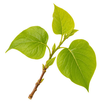 Fresh Spring Lilac Shoot Isolated On White Background