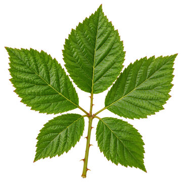 Fresh Summer Brambly Sprig Isolated On White Background