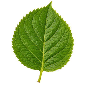 Fresh Summer Hydrangea Leaf Isolated On White Background