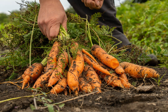 Hand lifts freshly pulled carrots from muddy ground in garden harvest. Dirt covered orange roots and feathery greens cluster together, creating rustic farm produce scene with practical labor.