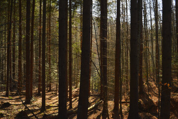 Fototapeta premium Backlit fir tree trunks in a dense forest in the Carpathian Mountains.
