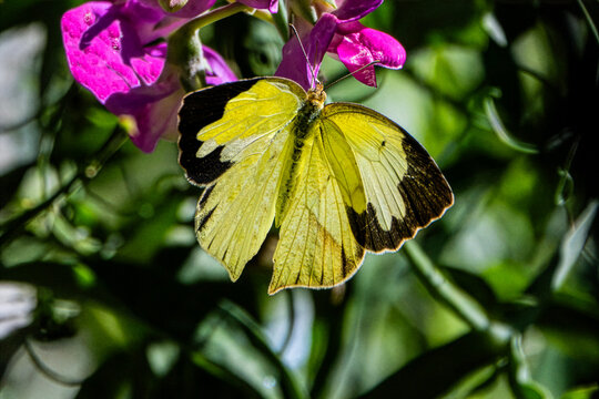 Rare Mexican Yellow (Eurema mexicana) Butterfly Photo, Open Winged, Perched and Feeding on a Everlasting Pea (Lathyrus latifolius) bloom