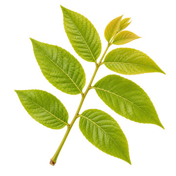 Young Green Ash Branch Isolated On White Background