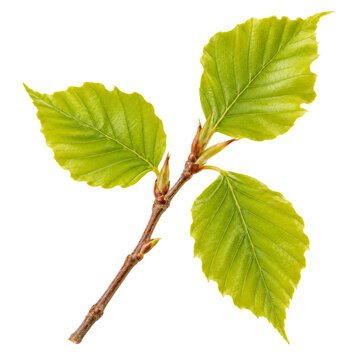 Young Fresh Beech Twig Isolated On White Background