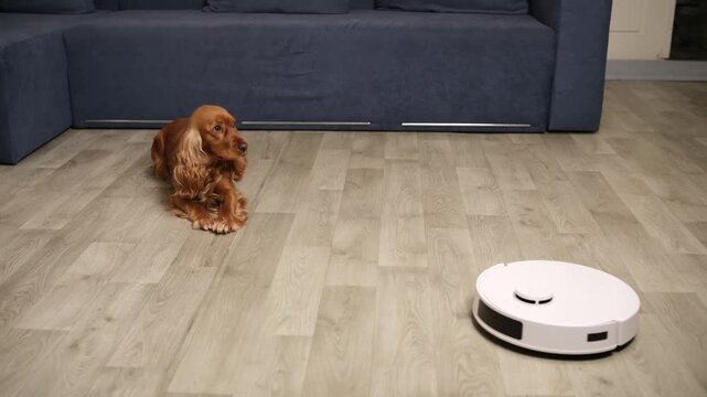 English cocker spaniel curiously watching a white robotic vacuum cleaner moving across the living room floor, illustrating the interaction between pets and modern home smart technology