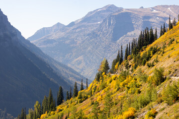  fall foliage, colorful leaves in glacier np © Dylan