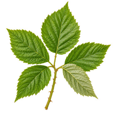 Young Green Blackberry Branch Isolated On White Background