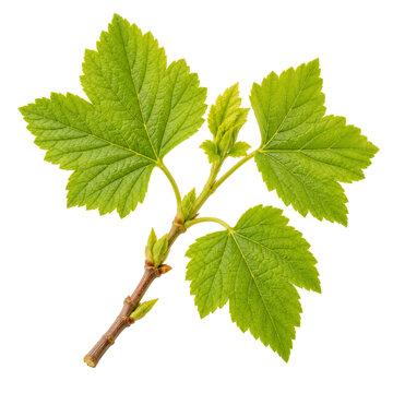Young Green Currant Branch Isolated On White Background