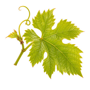 Young Fresh Grapevine Leaf Isolated On White Background