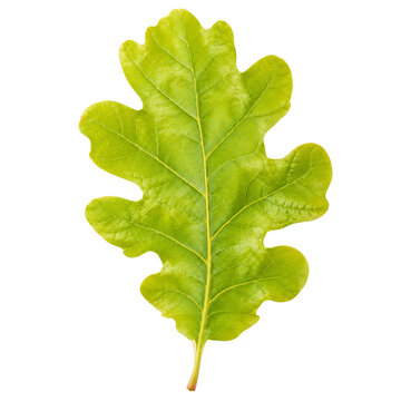 Young Fresh Oak Leaf Isolated On White Background