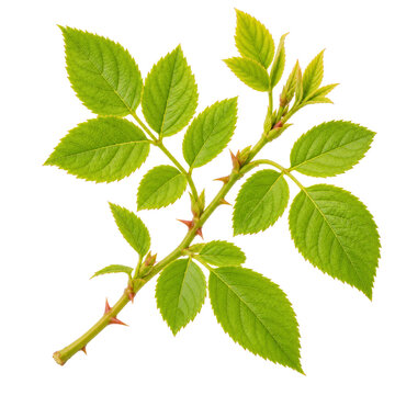 Young Fresh Rose Leaves Isolated On White Background