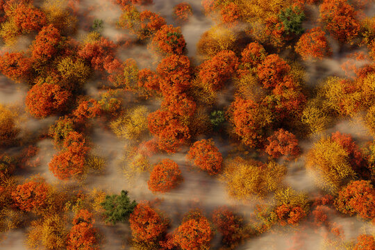 3D rendering of a colorful forest in the fall, shrouded in a veil of mist, view from above