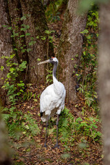 Fototapeta premium An American crane stands in the forest on a bright sunny day. Animals, birds, ornithology, ecology.