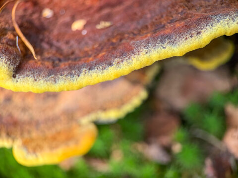 Close-Up Macro of Bracket Shelf Fungus with Vivid Yellow Edge Growing in Forest, Beerse, Belgium