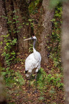 An American crane stands in the forest on a bright sunny day. Animals, birds, ornithology, ecology.