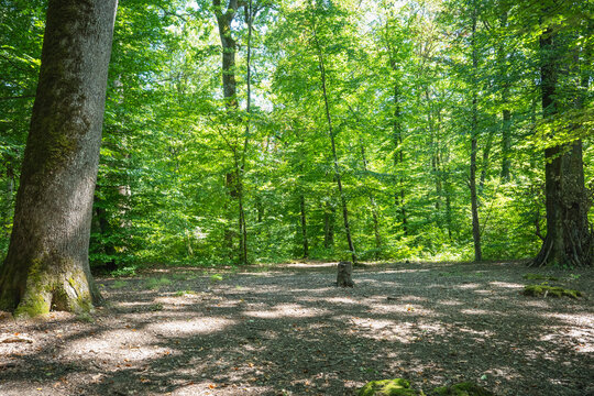 Jeux d'ombre et de lumi&egrave;re sur le sol forestier d'un sous-bois ensoleill&eacute;