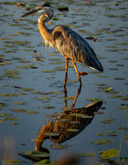 Obraz premium great blue heron and his reflection in pond at Central Park Carmel Indiana 