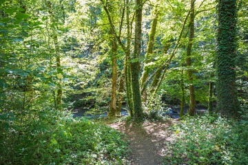 Fototapeta premium La rivière de la Versoix s'écoulant à travers une forêt dense et verdoyante en été