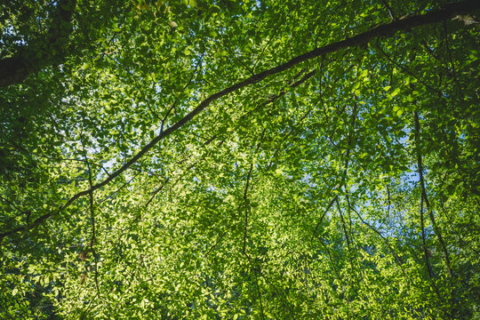 Dense feuillage vert et branches d'arbres sous un ciel d'&eacute;t&eacute; lumineux