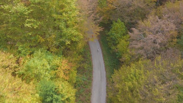 AERIAL TOP DOWN: Woman running with two obedient dogs along a winding rural road surrounded by colorful autumn trees. Outdoor recreation with furry companions among golden and green forest foliage.