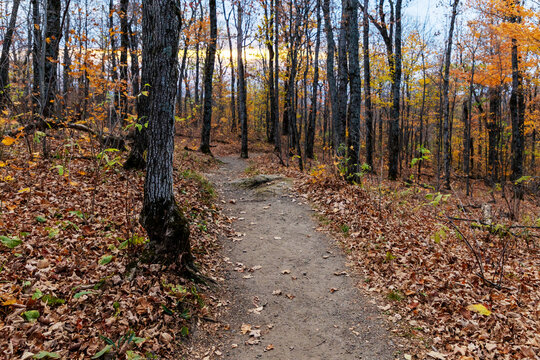 Hiking trail through autumn forest. Walking path with trees in fall season in Gatineau Park, Canada