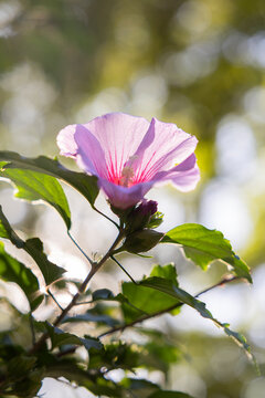 Purple flower amidst green foliage with sun in background