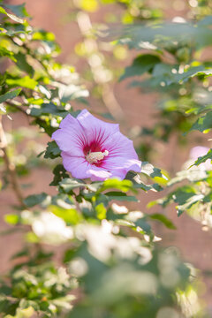 Purple flower amidst green foliage