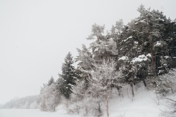 Obraz premium Winter forest landscape with white snow covering trees