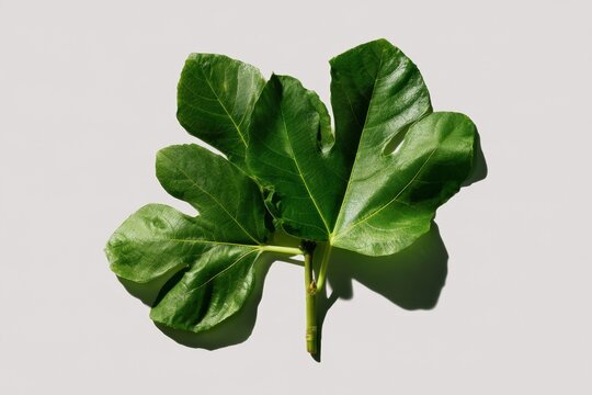 Broad fig leaf with detailed texture and shadow on grey background