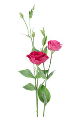 Fototapeta premium Beautiful pink eustoma flowers isolated on white