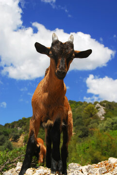 Portrait of a curious young goat standing on a rock
